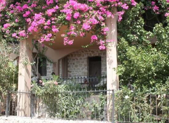 Bougainvillea